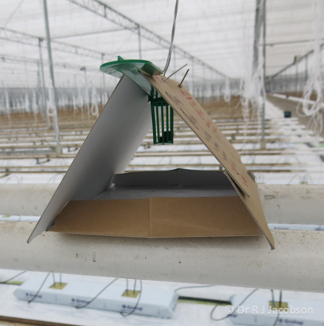 A Tuta absoluta trap. Copyright of Dr R J Jacobson (RJC Ltd).